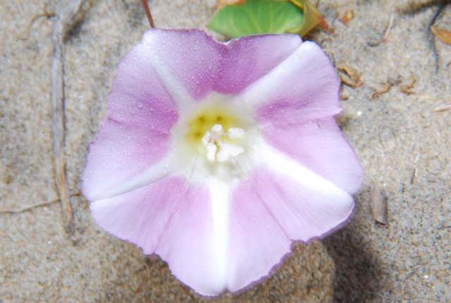 Convolvulus ? no, Calistegia soldanella